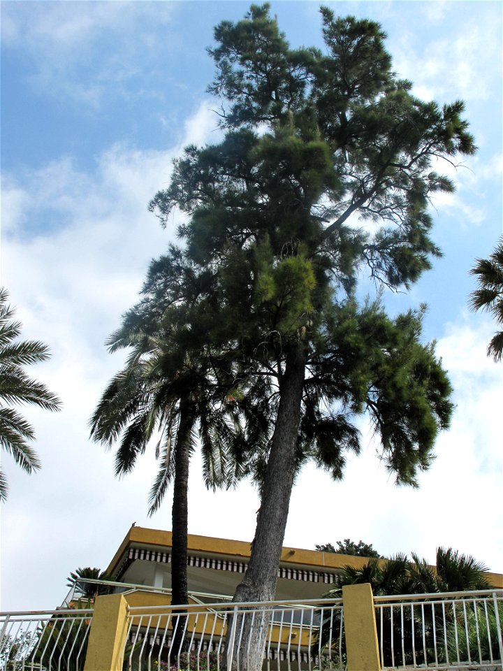 Casuarina equisetifolia on the boulevard de Garavan in Menton (Alpes-Maritimes, France). Identified by its botanic label.