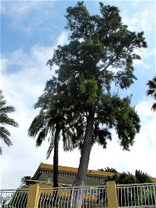 Casuarina equisetifolia on the boulevard de Garavan in Menton (Alpes-Maritimes, France). Identified by its botanic label.