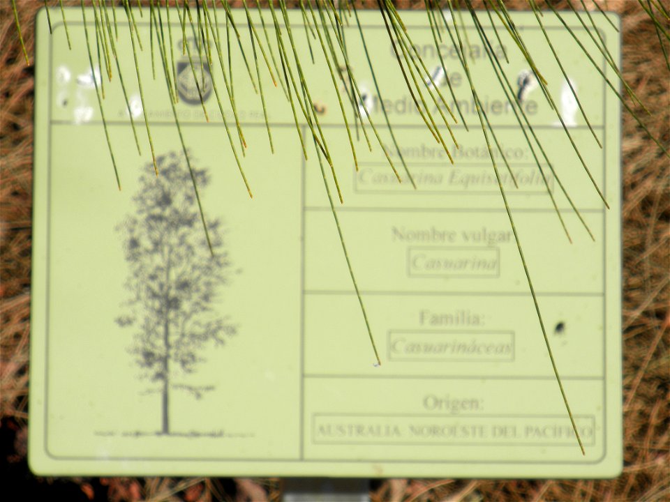 Casuarina equisetifolia info plaque, Parque El Pilar de Ciudad Real, Spain