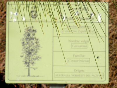 Casuarina equisetifolia info plaque, Parque El Pilar de Ciudad Real, Spain