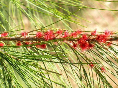 Casuarina equisetifolia flowers close up, Parque El Pilar de Ciudad Real, Spain