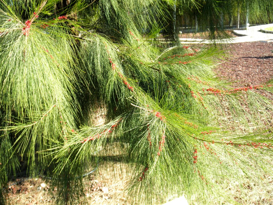 Casuarina equisetifolia stems and leaves, Parque El Pilar de Ciudad Real, Spain