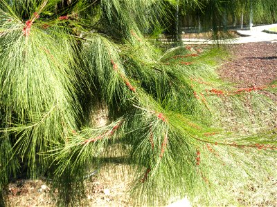 Casuarina equisetifolia stems and leaves, Parque El Pilar de Ciudad Real, Spain