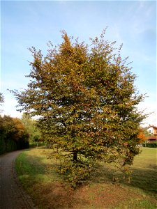 Hainbuche (Carpinus betulus) im Landesgartenschaupark Hockenheim
