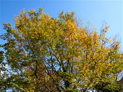 Hainbuche (Carpinus betulus) in Hockenheim