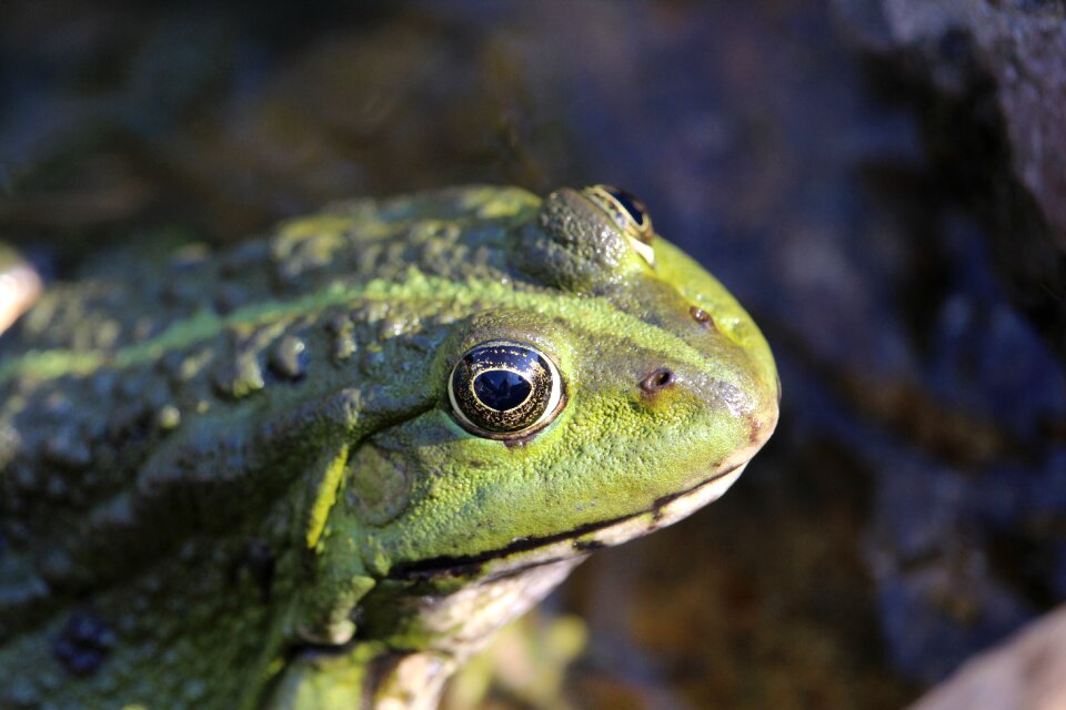 Nature green water frog