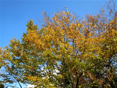 Hainbuche (Carpinus betulus) in Hockenheim