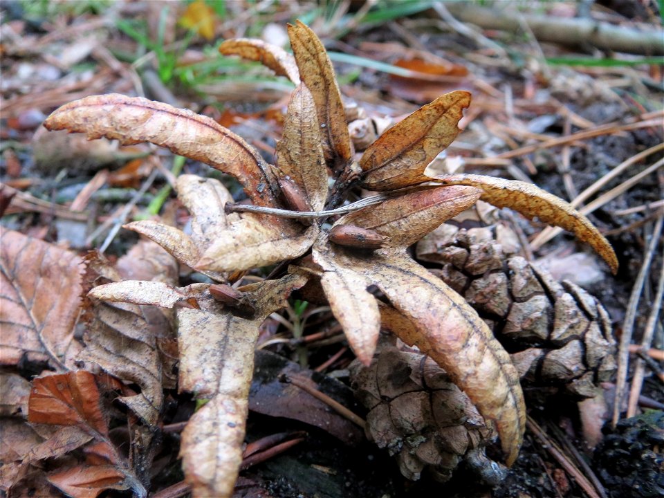 Frucht der Hainbuche (Carpinus betulus) im Schwetzinger Hardt