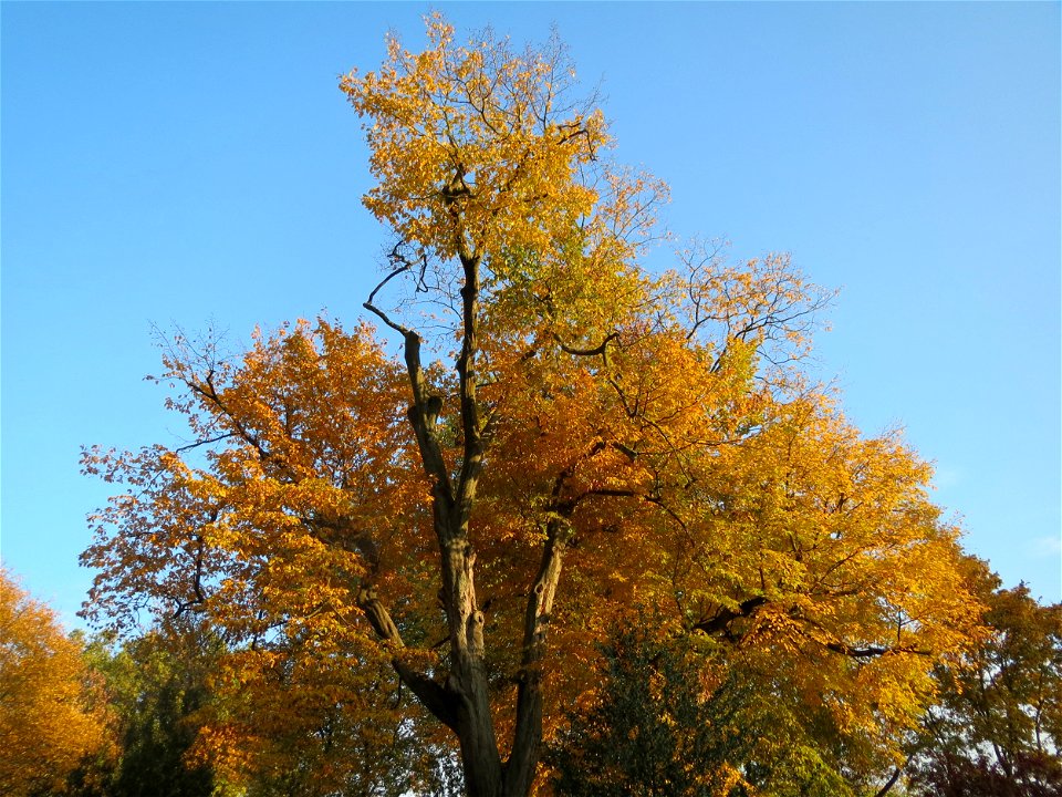 Hainbuche (Carpinus betulus) im Domgarten Speyer