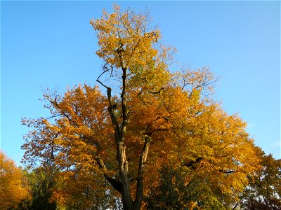 Hainbuche (Carpinus betulus) im Domgarten Speyer