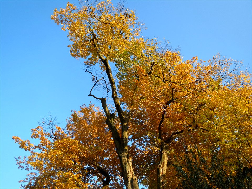 Hainbuche (Carpinus betulus) im Domgarten Speyer