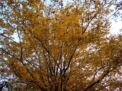Hainbuche (Carpinus betulus) im Domgarten Speyer
