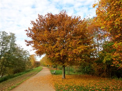 Hainbuche (Carpinus betulus) an der Saar in Saarbrücken photo