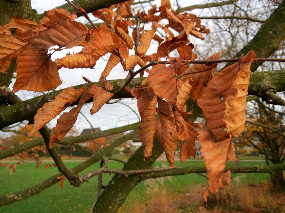 Hainbuche (Carpinus betulus) im Landesgartenschaupark Hockenheim
