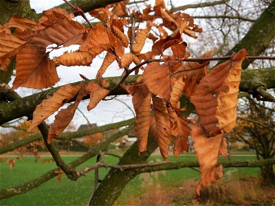 Hainbuche (Carpinus betulus) im Landesgartenschaupark Hockenheim