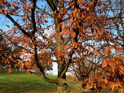 Hainbuche (Carpinus betulus) im Landesgartenschaupark Hockenheim