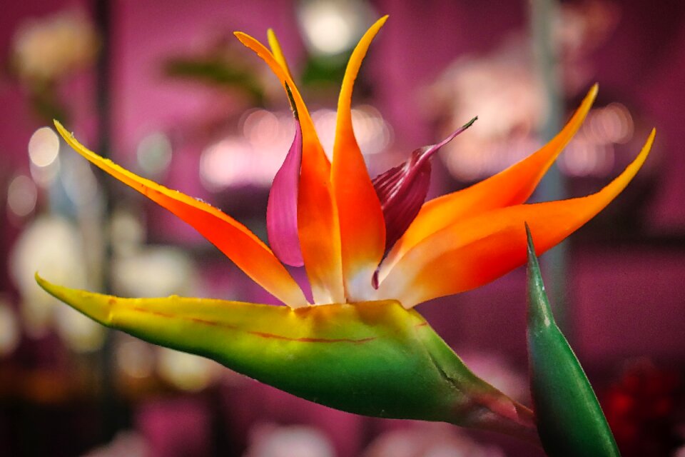 Farbenpracht close up tropics