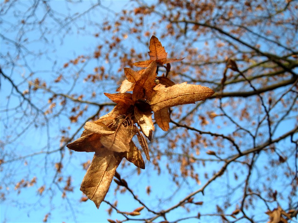 Hainbuche (Carpinus betulus) im Landesgartenschaupark Hockenheim