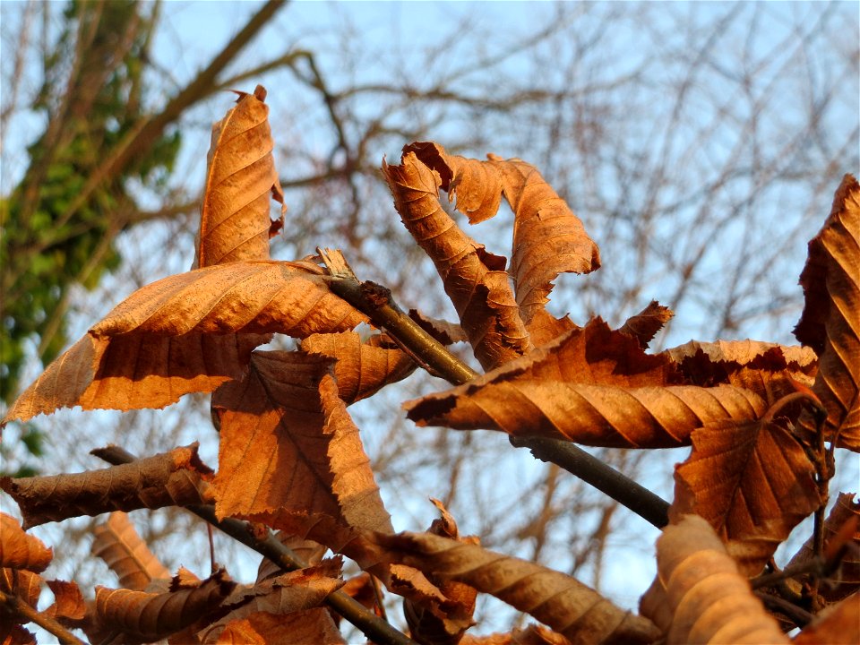 Hainbuchenhecke (Carpinus betulus) in Hockenheim