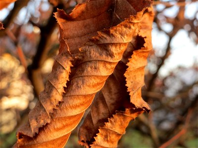 Hainbuchenhecke (Carpinus betulus) in Hockenheim photo