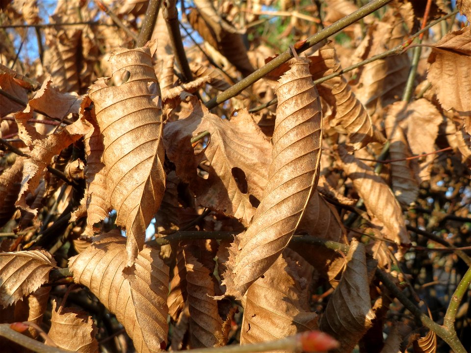 Hainbuchenhecke (Carpinus betulus) in Hockenheim