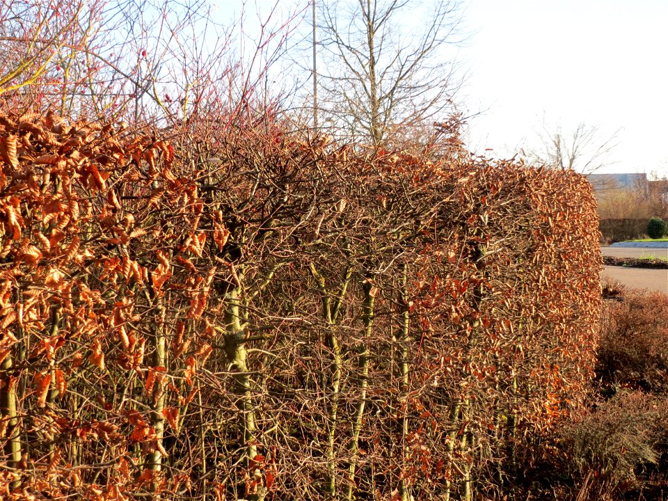 Hainbuchenhecke (Carpinus betulus) in Hockenheim