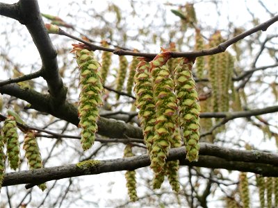Hainbuche (Carpinus betulus) im Landesgartenschaupark Hockenheim
