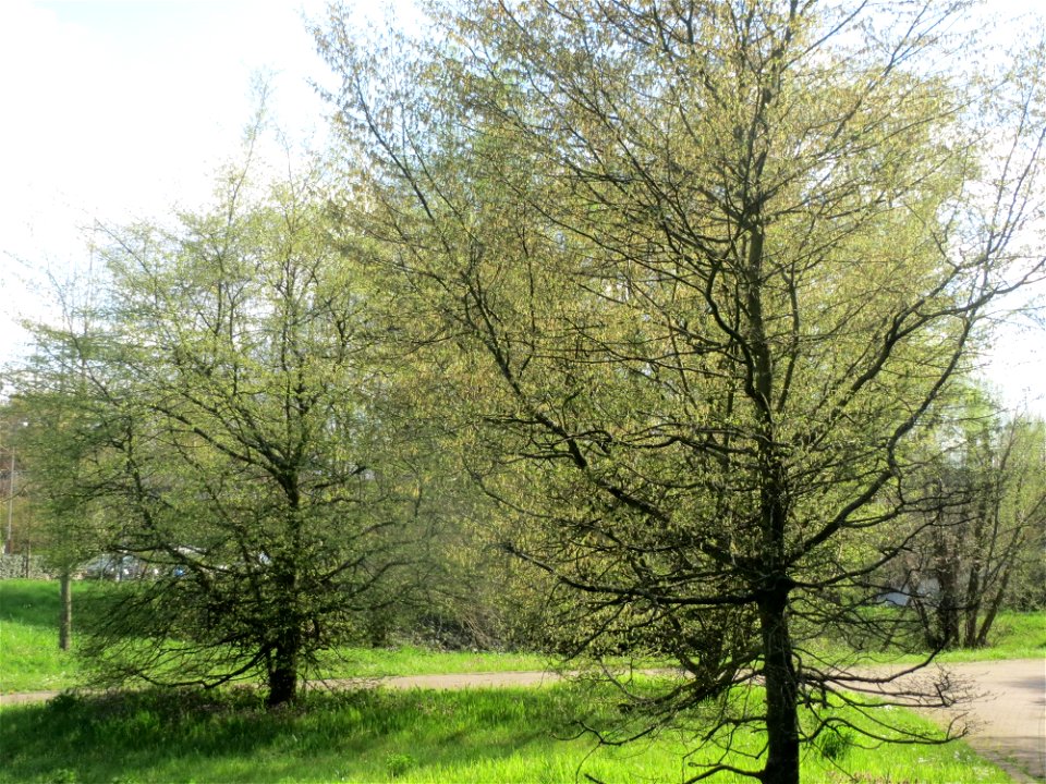 Hainbuche (Carpinus betulus) im Landesgartenschaupark Hockenheim