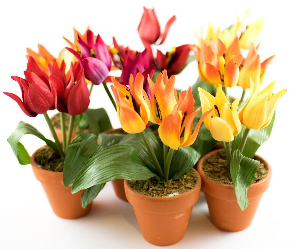 Flower spring plant