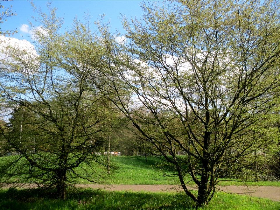 Hainbuche (Carpinus betulus) im Landesgartenschaupark Hockenheim
