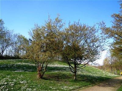 Hainbuche (Carpinus betulus) im Landesgartenschaupark Hockenheim