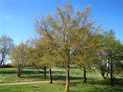 Hainbuche (Carpinus betulus) im Landesgartenschaupark Hockenheim