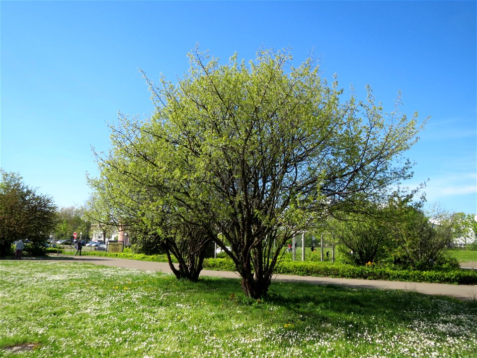 Hainbuche (Carpinus betulus) im Neuenheimer Feld in Heidelberg