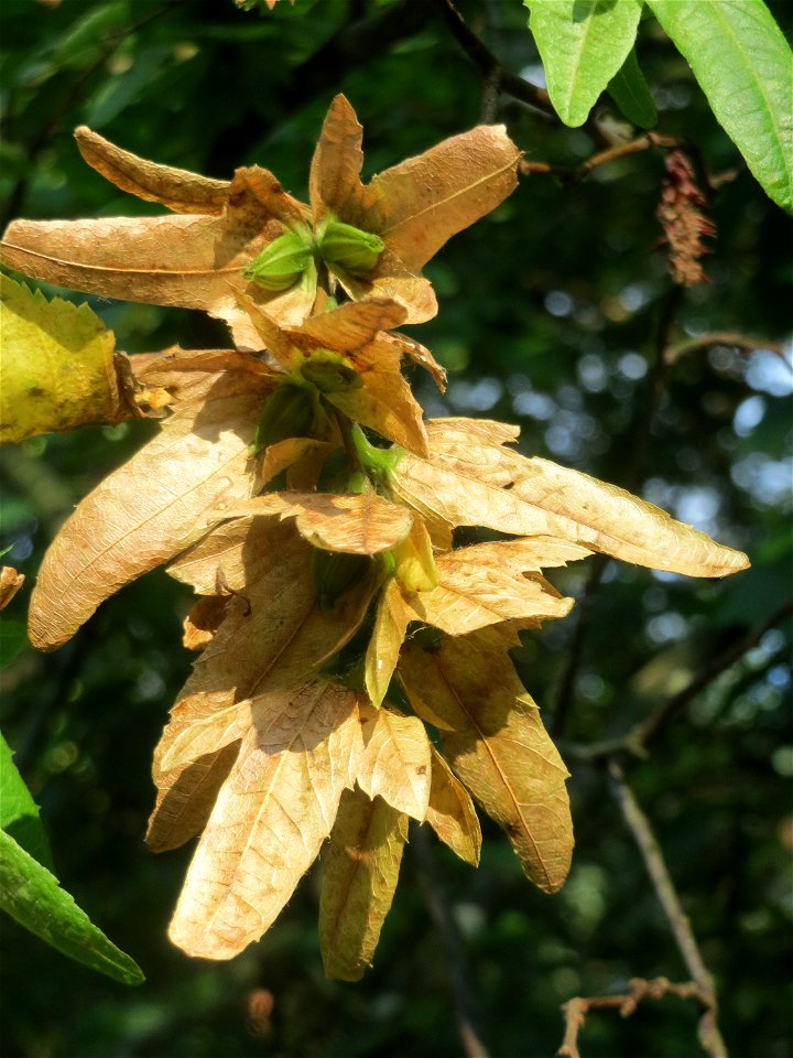 Hainbuche (Carpinus betulus) im Schwetzinger Hardt
