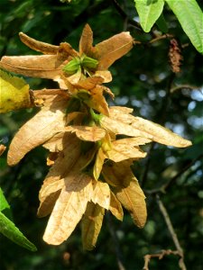 Hainbuche (Carpinus betulus) im Schwetzinger Hardt
