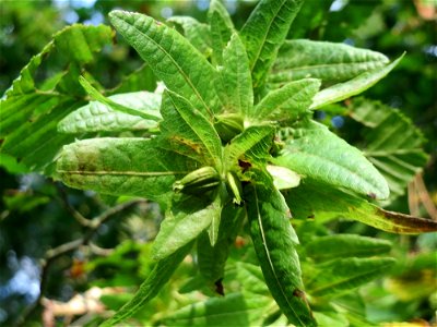 Hainbuche (Carpinus betulus) im Schwetzinger Hardt