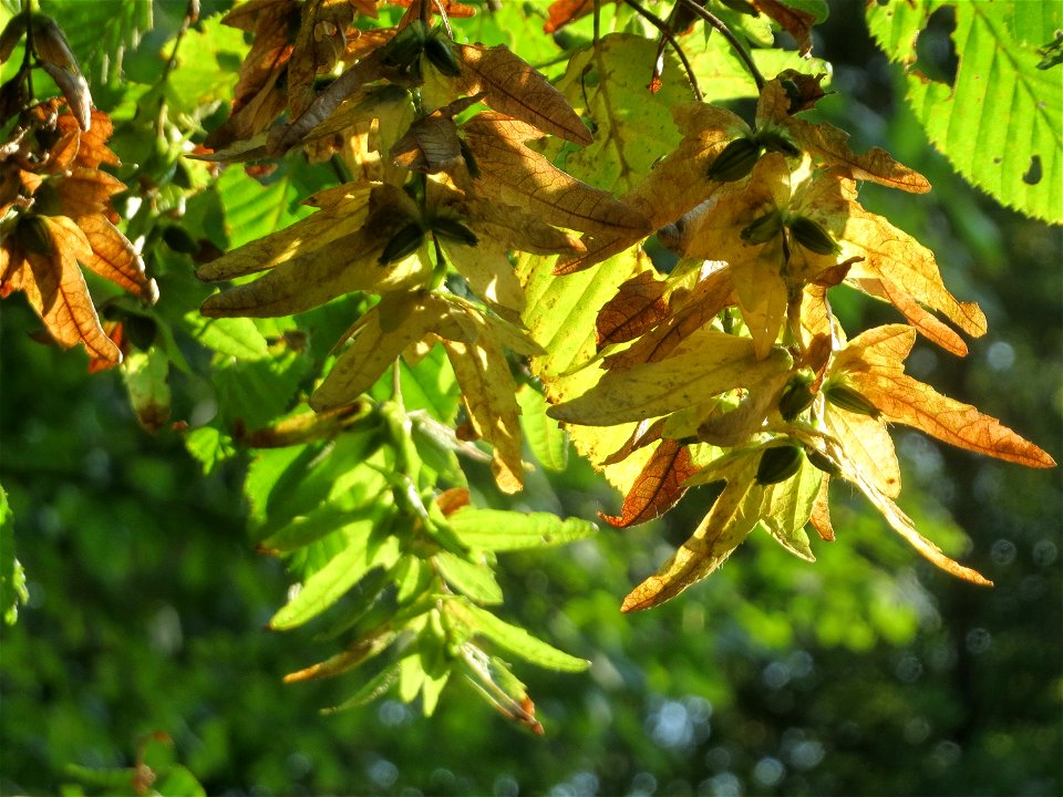 Hainbuche (Carpinus betulus) im Schwetzinger Hardt