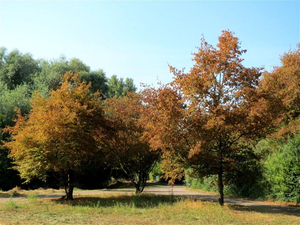 Frühzeitig herbstende Hainbuchen (Carpinus betulus) im Landesgartenschaupark Hockenheim
