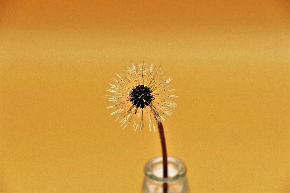 Blossom bloom seeds