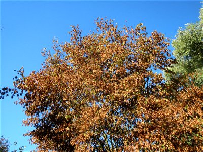 Herbstende Hainbuche (Carpinus betulus) im Landesgartenschaupark Hockenheim
