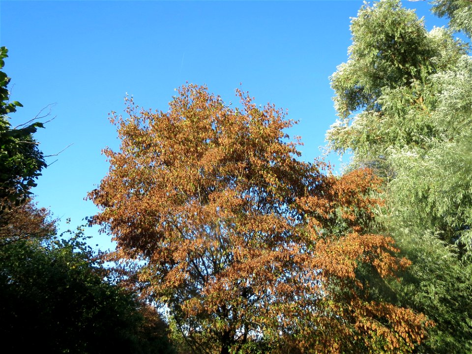 Herbstende Hainbuche (Carpinus betulus) im Landesgartenschaupark Hockenheim