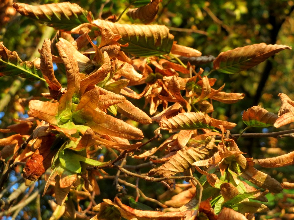 Herbstende Hainbuche (Carpinus betulus) im Landesgartenschaupark Hockenheim