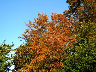 Herbstende Hainbuche (Carpinus betulus) im Landesgartenschaupark Hockenheim