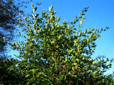 Junge Hainbuche (Carpinus betulus) auf einer Rodungsfläche zwischen B36 und L722 im Schwetzinger Hardt