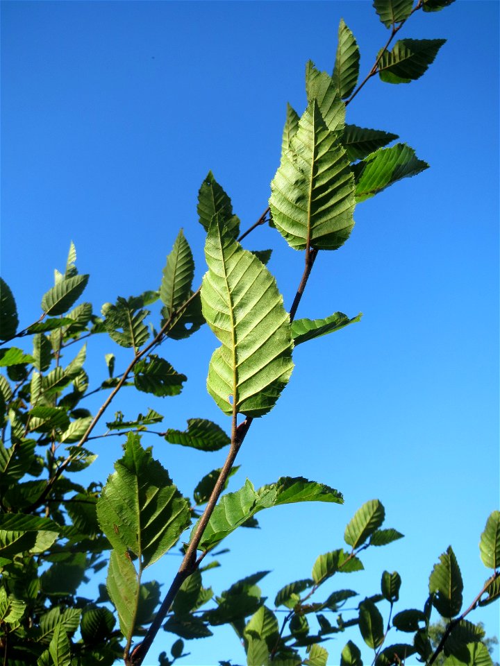 Junge Hainbuche (Carpinus betulus) auf einer Rodungsfläche zwischen B36 und L722 im Schwetzinger Hardt