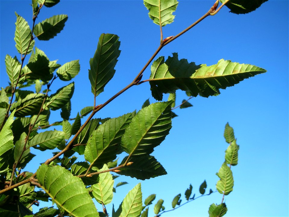 Junge Hainbuche (Carpinus betulus) auf einer Rodungsfläche zwischen B36 und L722 im Schwetzinger Hardt