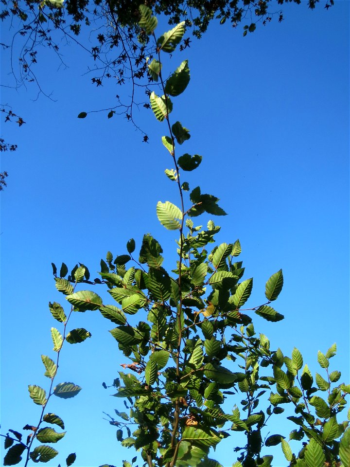 Junge Hainbuche (Carpinus betulus) auf einer Rodungsfläche zwischen B36 und L722 im Schwetzinger Hardt