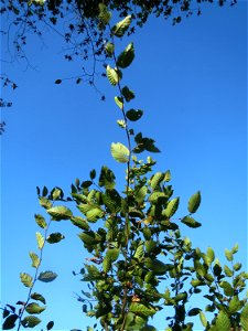 Junge Hainbuche (Carpinus betulus) auf einer Rodungsfläche zwischen B36 und L722 im Schwetzinger Hardt