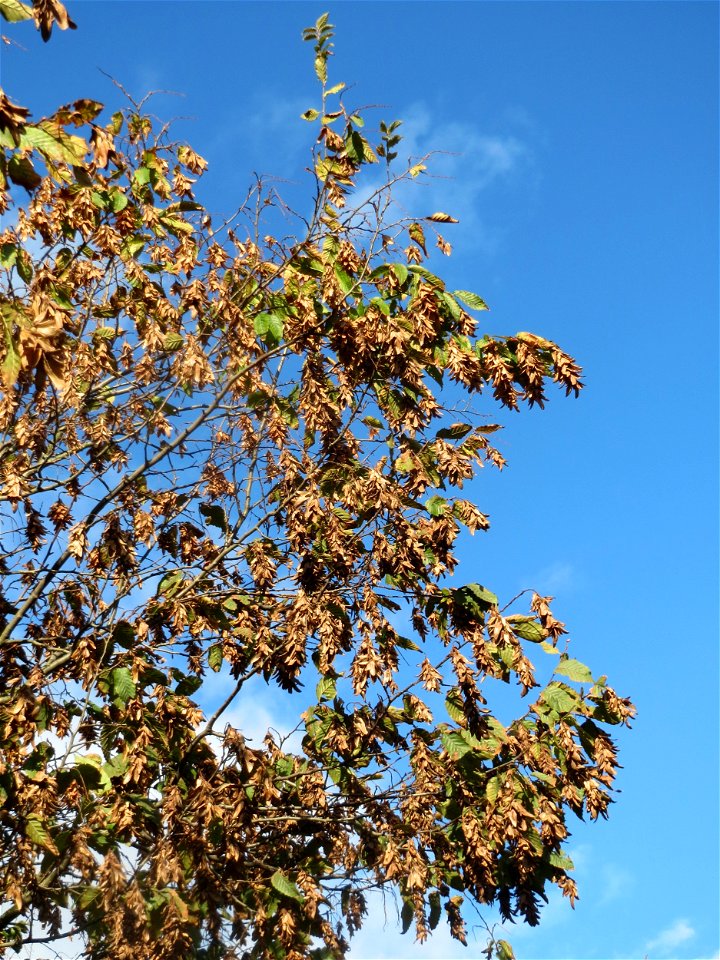 Hainbuche (Carpinus betulus) im Gartenschaupark Hockenheim
