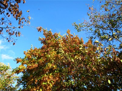 Hainbuche (Carpinus betulus) im Gartenschaupark Hockenheim